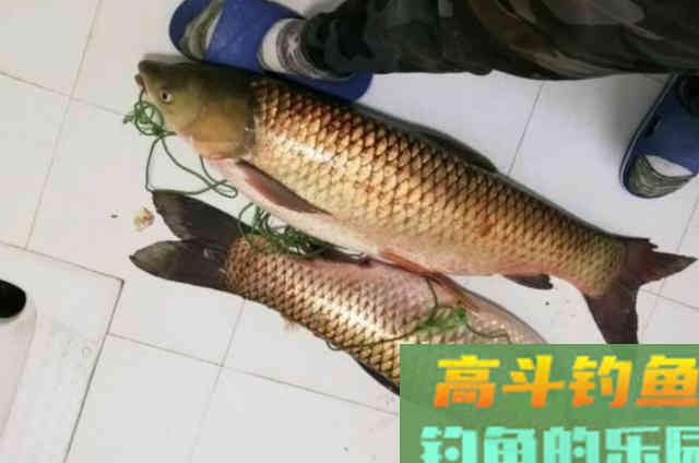 这诱钓草鱼的“精髓”才霸气,莫不信,知道的人不简单 这诱钓草鱼的“精髓”才霸气,莫不信,知道的人不简单