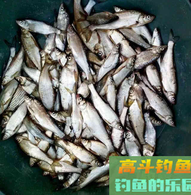 这种小翘嘴鱼长不大吗?有人叫它撅嘴鲢 这种小翘嘴鱼长不大吗?有人叫它撅嘴鲢