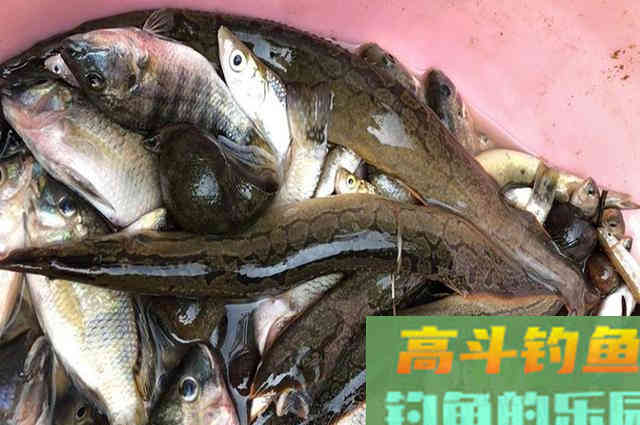 “蟒蛇鱼”肉质好卖价高,但十分不招钓友待见 “蟒蛇鱼”肉质好卖价高,但十分不招钓友待见