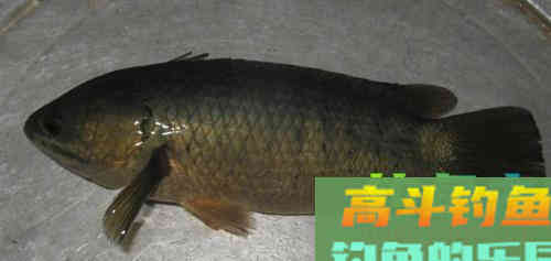 这种小型鲫鱼，能够上岸行走，为什么惹广东钓友厌恶