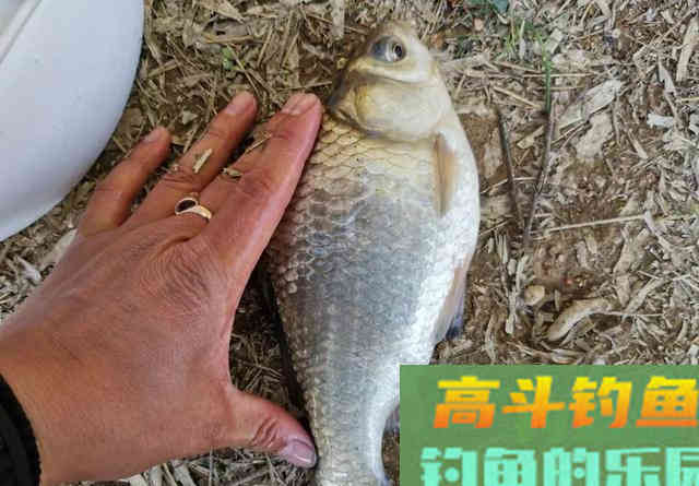 连续钓了荒废山塘里的不少白鲫,鱼获为何反降不升 连续钓了荒废山塘里的不少白鲫,鱼获为何反降不升
