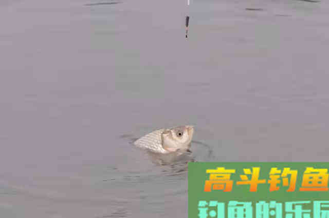 鲫鱼一上浮就想收竿？20年老司机教你几招