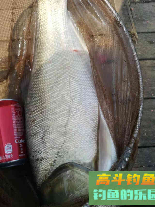 夏季手竿钓鲢鳙攻略,个头大遛鱼刺激 夏季手竿钓鲢鳙攻略,个头大遛鱼刺激
