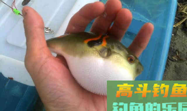 俗话说不吃河豚,不知鱼之鲜,这鱼该如何垂钓? 俗话说不吃河豚,不知鱼之鲜,这鱼该如何垂钓?