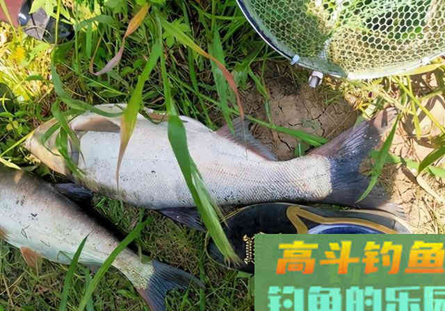 夏季钓鲢鳙总是锚鱼，老钓友告诉你问题出哪里