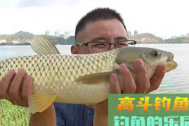 草鱼越大越不好钓，哪料用了这3招，竿子立马大弯弓