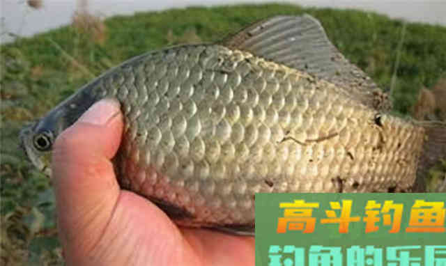 选择合适的季节、钓点、钓深,钓上大鲫鱼 选择合适的季节、钓点、钓深,钓上大鲫鱼