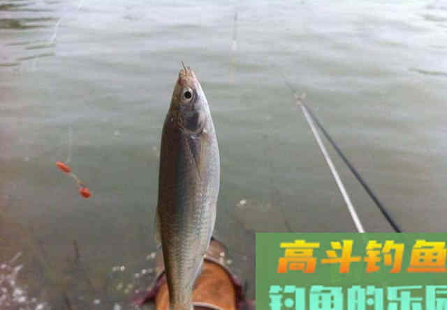 垂钓白条有重点，不是单纯的用腥饵，了解几点