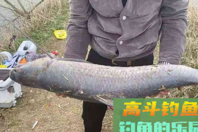 这才是专攻大青鱼的正确钓法 这才是专攻大青鱼的正确钓法
