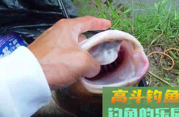 手竿钓鲢鳙:细分4个原因,避免有口不中鱼的提空竿 手竿钓鲢鳙:细分4个原因,避免有口不中鱼的提空竿