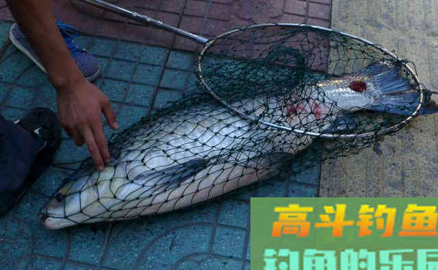 斤大青鱼也许会成为钓鱼人永远的梦