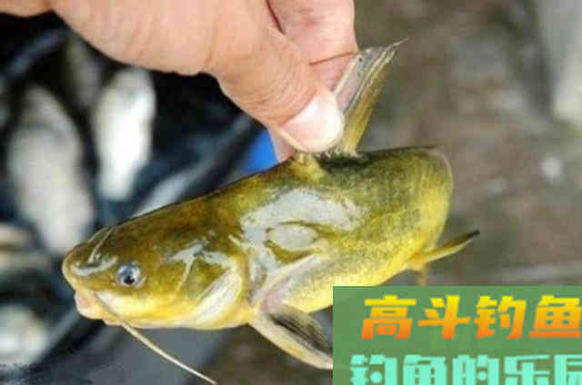伏天钓黄骨鱼很过瘾,连鲤鱼都不想钓 伏天钓黄骨鱼很过瘾,连鲤鱼都不想钓