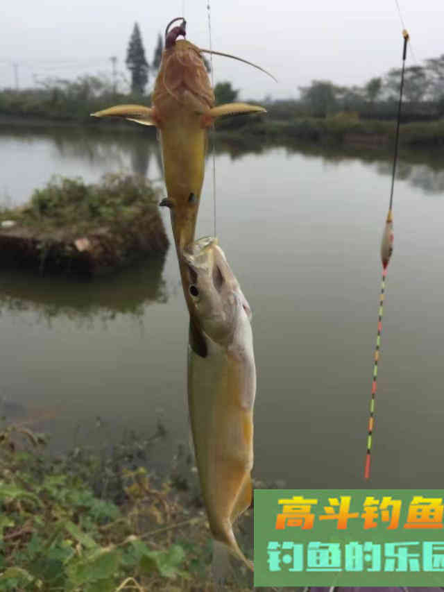 黄颡鱼这样钓，一块猪肝，一包蚯蚓，爆护