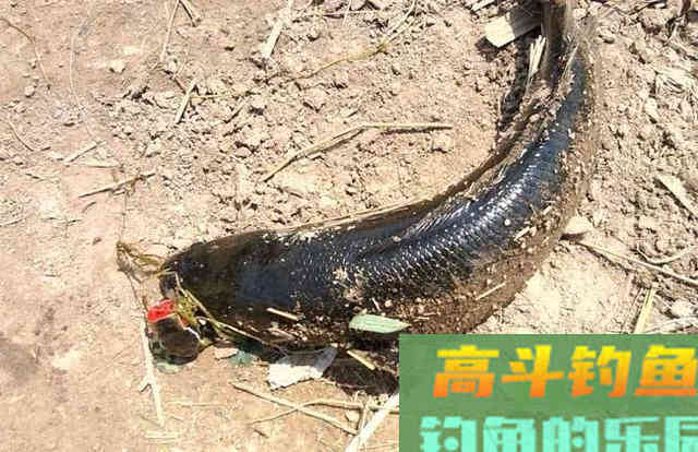 秋分以至,黑鱼在哪里?如何钓好黑鱼 秋分以至,黑鱼在哪里?如何钓好黑鱼