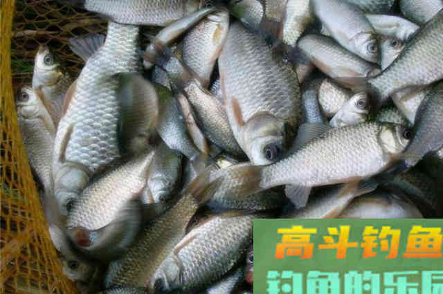 怪不得大板鲫不咬钩,换用3大诱鱼绝招,饵料入水就有口 怪不得大板鲫不咬钩,换用3大诱鱼绝招,饵料入水就有口