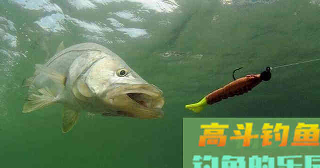 高手详细分析，垂钓青鱼该如何选择饵料