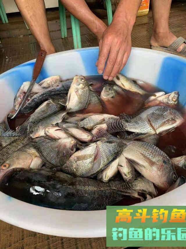 野钓罗非正当时,个头大数量多饵料简单 野钓罗非正当时,个头大数量多饵料简单