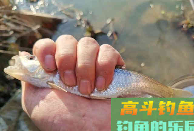 这6种鱼很容易认错，老钓手也经常犯浑