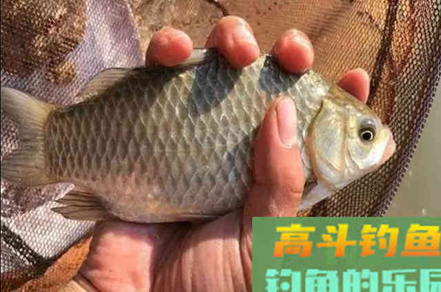 秋钓大板鲫，你会选米饭饵还是蚯蚓饵？为什么