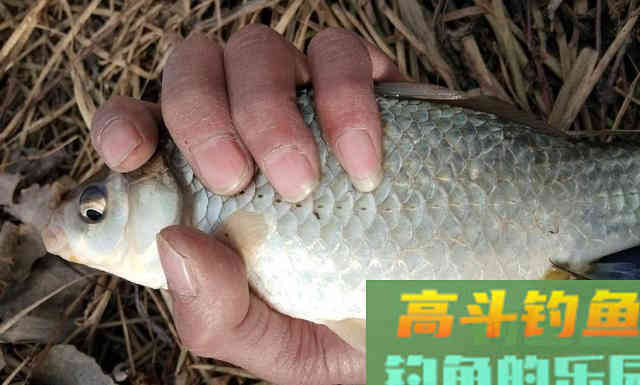 红虫冬钓鲫鱼,双炮竿作钓野生鲫鱼 红虫冬钓鲫鱼,双炮竿作钓野生鲫鱼