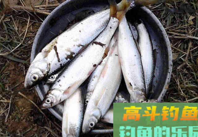 钓白条用我分享的方法，你下钩，它就在那等你
