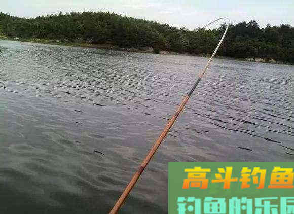 秋分以至,黑鱼在哪里?如何钓好黑鱼 秋分以至,黑鱼在哪里?如何钓好黑鱼
