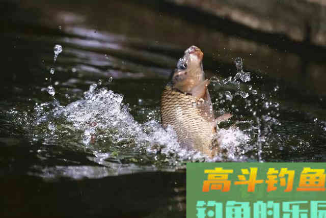 降温好钓鲫鱼？别逗了，做不到这两点