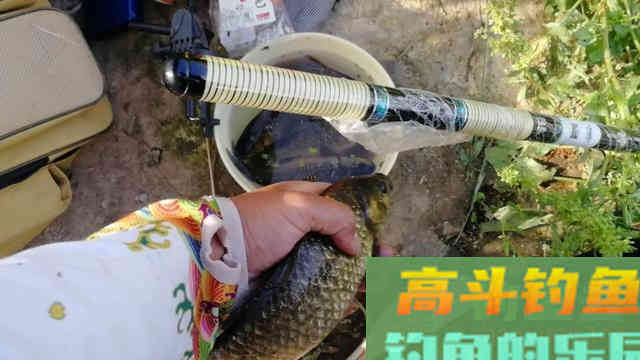 早春学会这样钓鲫鱼，简单实用渔获多