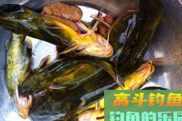 到了秋天，我就这样&ldquo;对付&rdquo;黄颡鱼