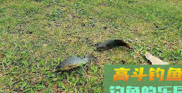 这种小型鲫鱼，能够上岸行走，为什么惹广东钓友厌恶