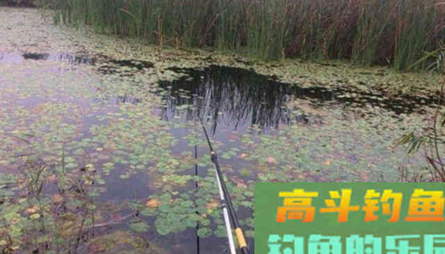 初夏钓鲫鱼，选择草窝处