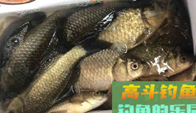 天冷钓鲫鱼,线组要用多细才有口 天冷钓鲫鱼,线组要用多细才有口