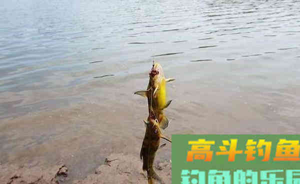 初冬钓黄颡鱼，这种钓法最实在，简单有效
