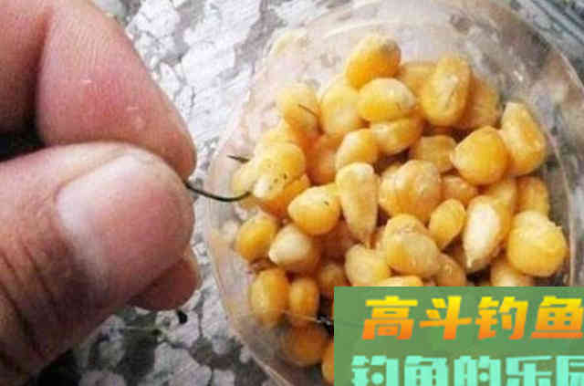 老司机到底用了啥绝招让草鱼接连上钩 老司机到底用了啥绝招让草鱼接连上钩