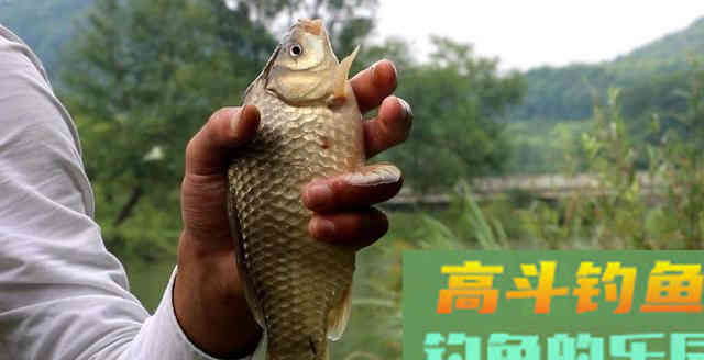 夏天的大板鲫都藏哪去了？要知道下面3个原因