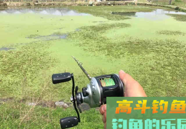 钓黑鱼的黄金季节要到了 钓黑鱼的黄金季节要到了