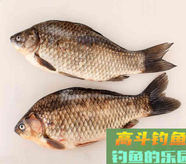 野钓鲫鱼:立冬之前,谨记这6不钓 野钓鲫鱼:立冬之前,谨记这6不钓