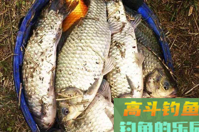 冬钓大板鲫,红虫多加点蓝鲫,鱼儿来得更快 冬钓大板鲫,红虫多加点蓝鲫,鱼儿来得更快