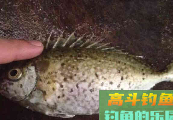 泥猛鱼有毒吗？野钓客告诉你！