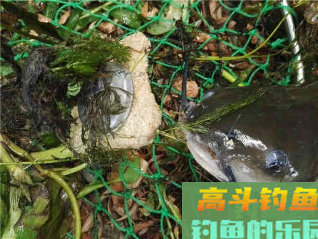 美国的叉尾鮰该如何垂钓?是否对本地鱼种构成威胁 美国的叉尾鮰该如何垂钓?是否对本地鱼种构成威胁
