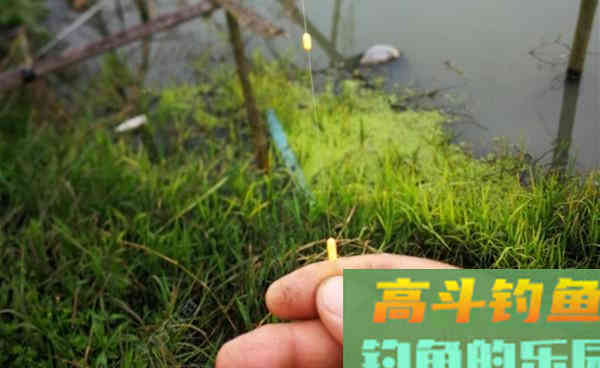 秋季钓鲫鱼的这种方法,效果一点也不含糊 秋季钓鲫鱼的这种方法,效果一点也不含糊