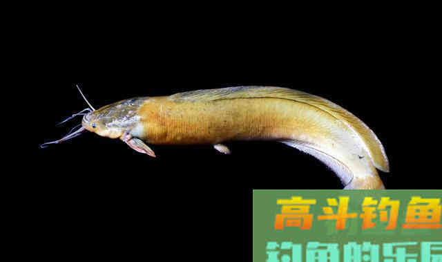 近乎导致野外鲶鱼灭绝的钓法，当下季节凸显奇效