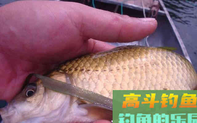野钓时，大小鲫鱼都进窝，有什么办法只钓大鲫