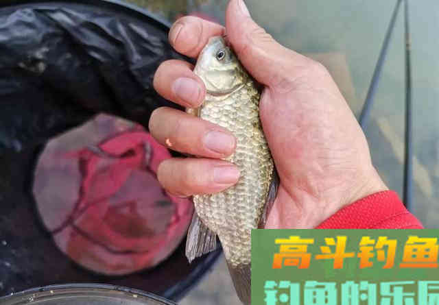 野钓鲫鱼调漂方法 野钓鲫鱼调漂方法