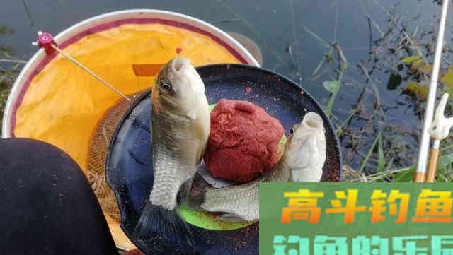 夏钓鲫鱼,这样开制搓饵与拉饵,诱钓结合轻松避小鱼 夏钓鲫鱼,这样开制搓饵与拉饵,诱钓结合轻松避小鱼