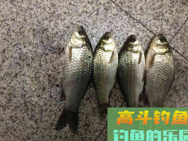野钓鲫鱼想要有斩获,这几个招数就够了 野钓鲫鱼想要有斩获,这几个招数就够了