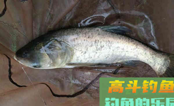仲秋时节手竿钓鲢鳙，这三大技巧让你连杆上鱼