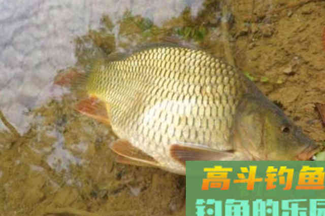 春天钓大鲤鱼全攻略，再冷都有鱼