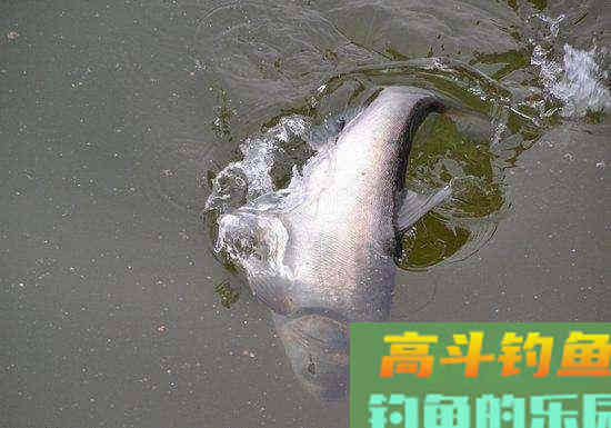 春末夏初，手竿抽鲢鳙正当季，注意这四点