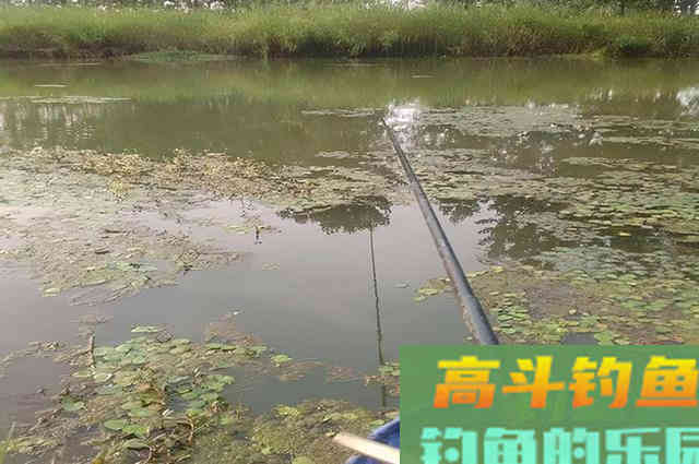 初冬钓大板鲫,记住“4要诀”,大板鲫连杆上 初冬钓大板鲫,记住“4要诀”,大板鲫连杆上